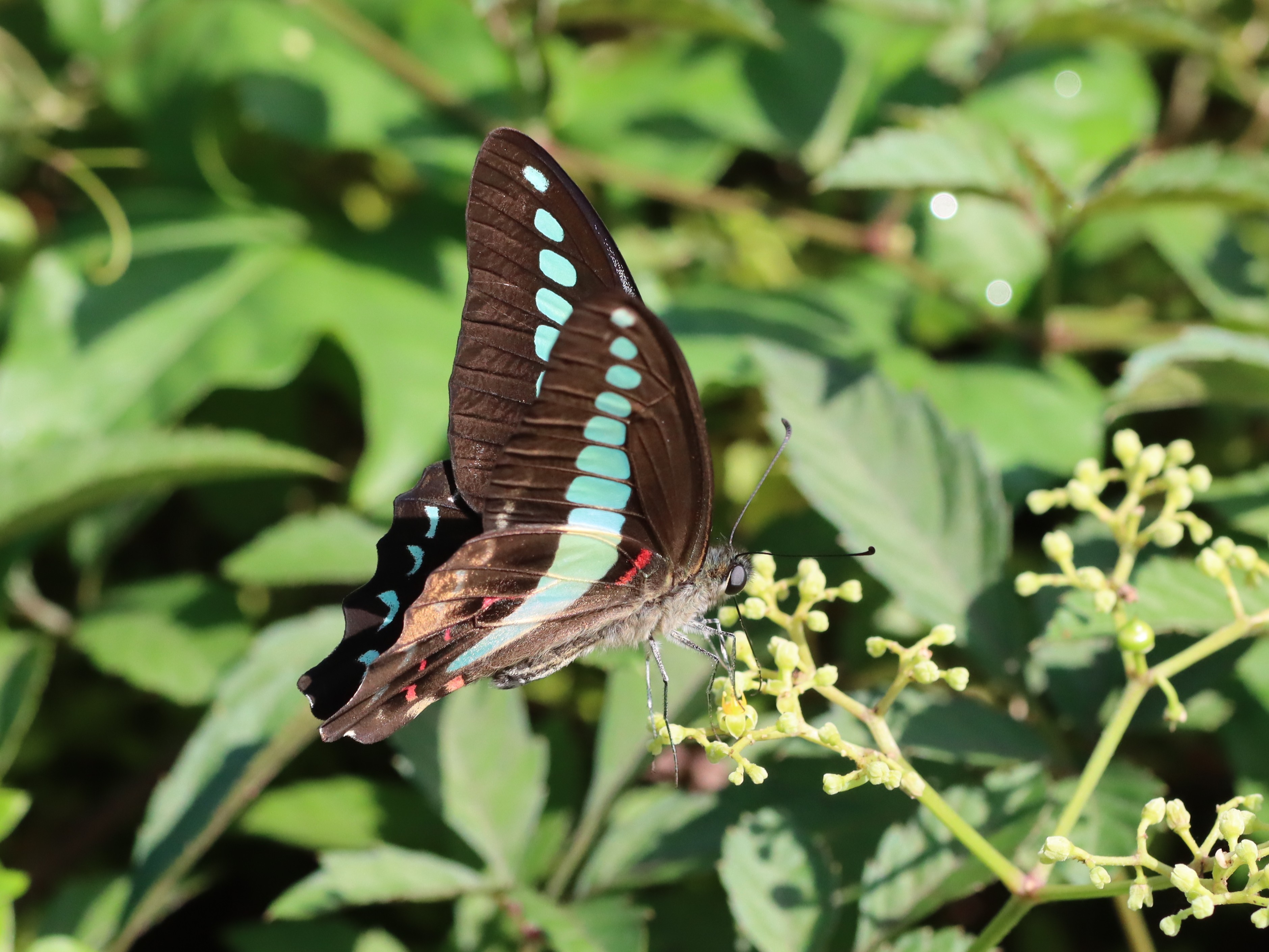 アオスジアゲハ